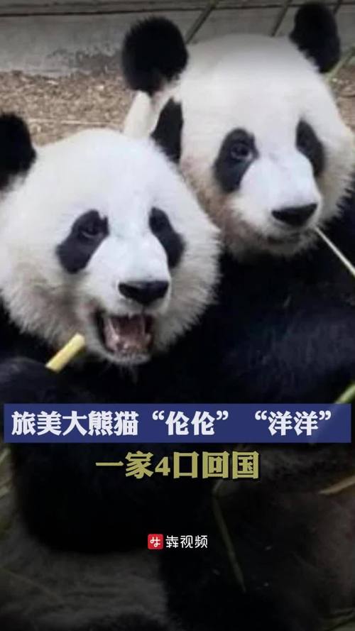 新澳门精准免费大全和4旅日大熊猫将回国与旅日20年熊猫将回国 视频