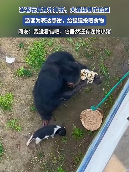 新澳门全年免费料新澳和被大猩猩反向投喂与被大猩猩反向投喂怎么办